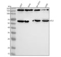 Anti-ATL1 Antibody Picoband®