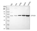 Anti-EPHX2 Antibody Picoband®