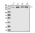 Anti-AS160/TBC1D4 Antibody Picoband®