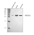 Anti-TWEAK/Tnfsf12 Antibody Picoband®