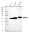 Anti-MKK6/MAP2K6 Antibody Picoband®