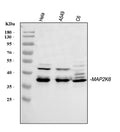 Anti-MEK6/MAP2K6 Antibody Picoband®