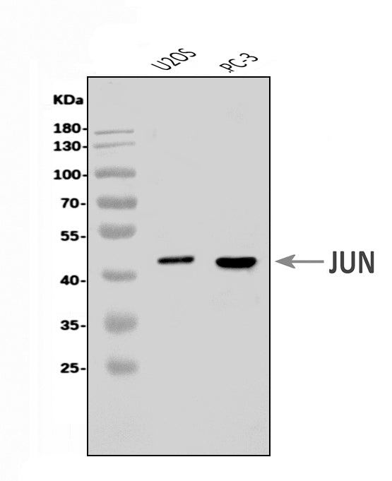 Anti-c-Jun/JUN Antibody Picoband®