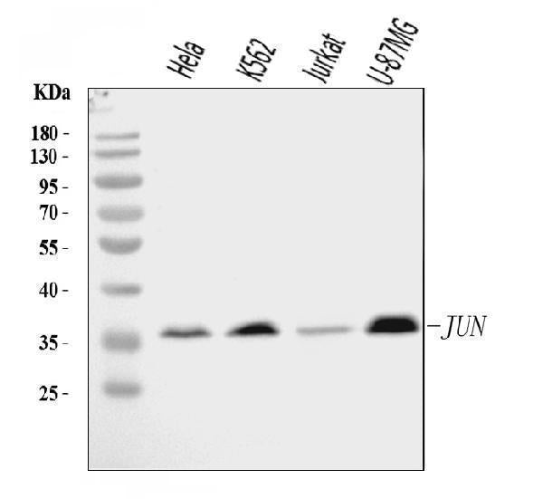 Anti-c-Jun/JUN Antibody Picoband®