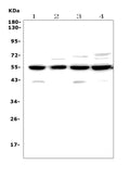 Anti-Cyclin B2/CCNB2 Antibody Picoband®