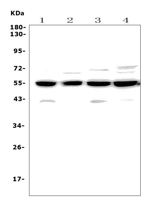 Anti-Cyclin B2/CCNB2 Antibody Picoband®