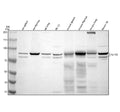 Anti-SP100 Antibody Picoband®