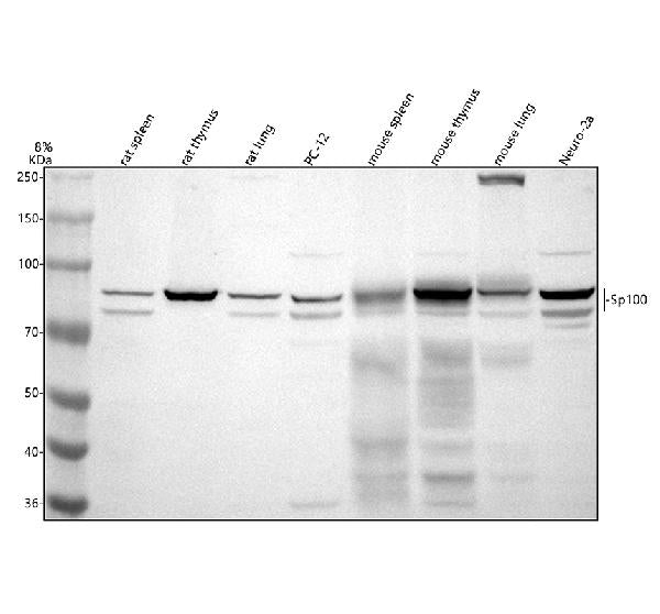 Anti-SP100 Antibody Picoband®