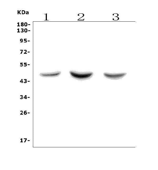 Anti-ASAH1 Picoband® Antibody