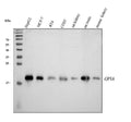 Anti-Glutathione Peroxidase 4/GPX4 Antibody Picoband®
