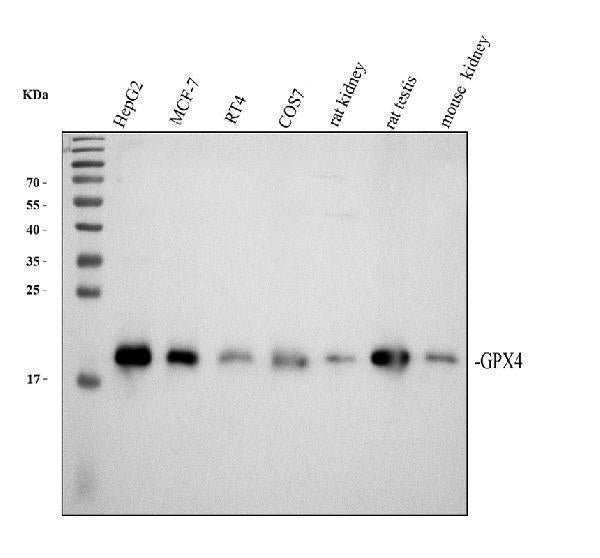 Anti-Glutathione Peroxidase 4/GPX4 Antibody Picoband®