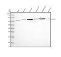 Anti-MASP1 Antibody Picoband®