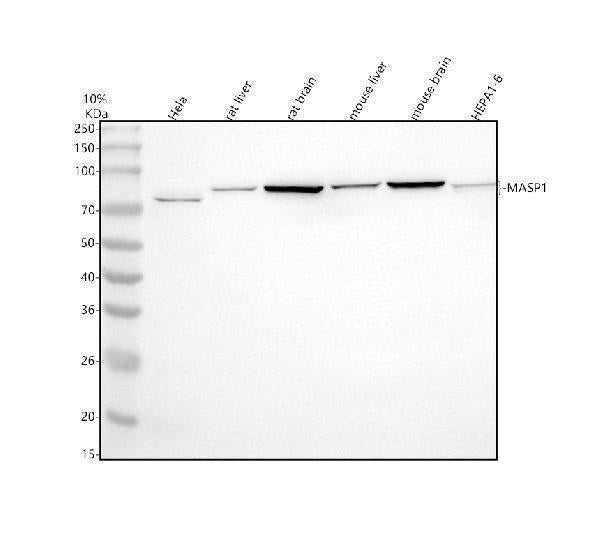 Anti-MASP1 Antibody Picoband®