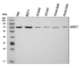 Anti-ARAF Antibody Picoband®