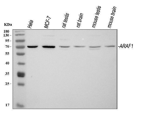 Anti-ARAF Antibody Picoband®