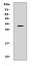 Anti-IL17F Antibody Picoband®