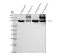 Anti-ATP1A2 Antibody Picoband®