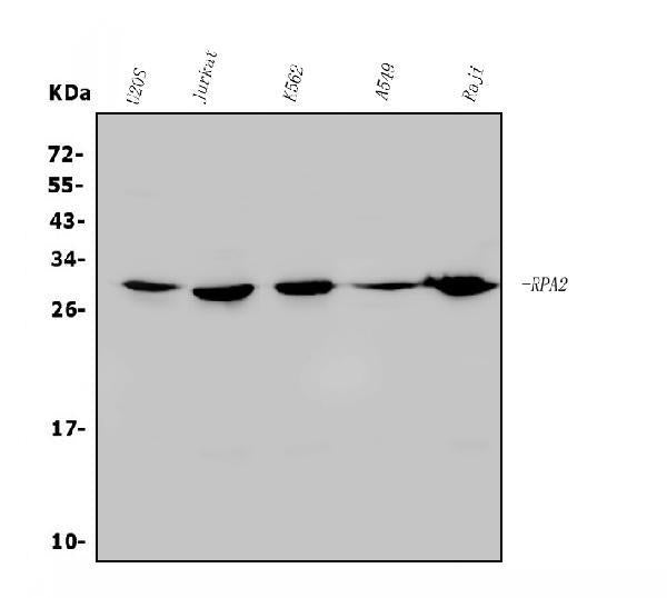 Anti-RPA32/RPA2 Antibody Picoband®