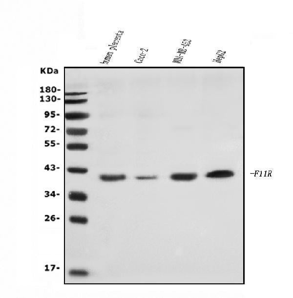 Anti-JAM-A/F11R Antibody Picoband®