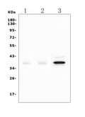 Anti-DAZL Picoband® Antibody