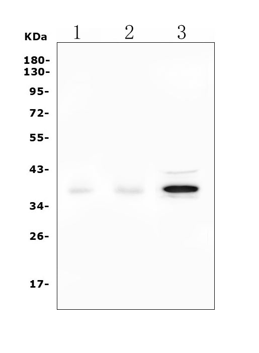 Anti-DAZL Picoband® Antibody