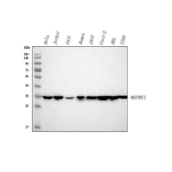 Anti-EB1/MAPRE1 Antibody Picoband®