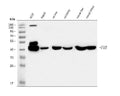 Anti-FAA/FAH Antibody Picoband®