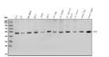 Anti-Sp7/Osterix Antibody Picoband®