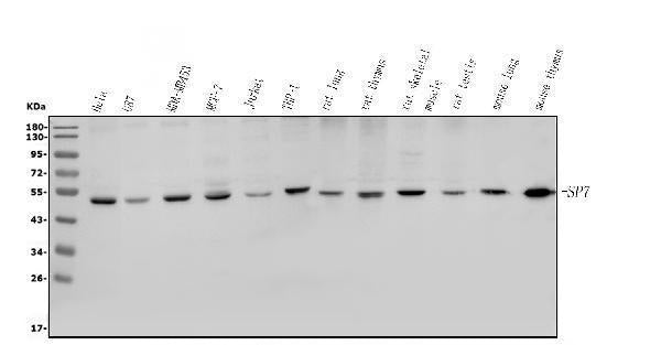 Anti-Sp7/Osterix Antibody Picoband®