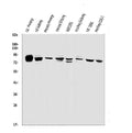 Anti-PHEX Antibody Picoband®