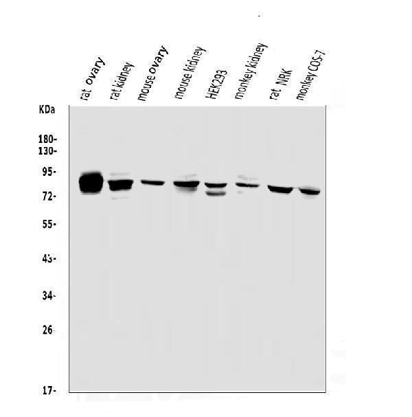 Anti-PHEX Antibody Picoband®