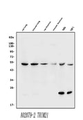 Anti-TRIM21/SS-A Antibody Picoband®