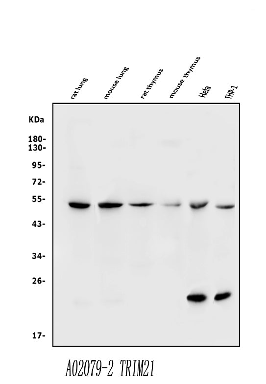 Anti-TRIM21/SS-A Antibody Picoband®