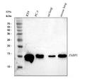 Anti-Fatty Acid Binding Protein 5/FABP5 Antibody Picoband®