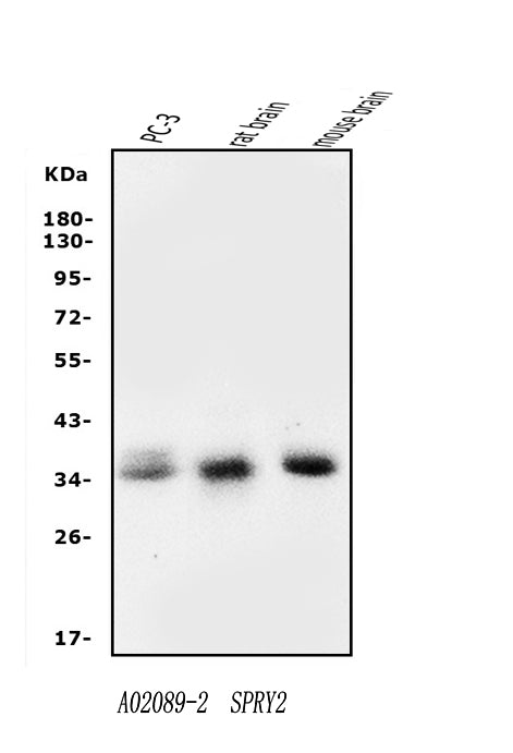 Anti-Spry-2/SPRY2 Antibody Picoband®