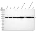 Anti-Biglycan/BGN Antibody Picoband®