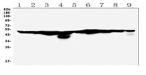 Anti-FH Antibody Picoband®