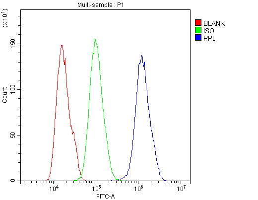 Anti-Periplakin/PPL Antibody Picoband®