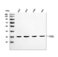 Anti-CRKL Antibody Picoband®