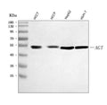 Anti-Angiotensinogen/AGT Antibody Picoband®