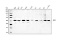 Anti-DHPS/DHS Antibody Picoband®