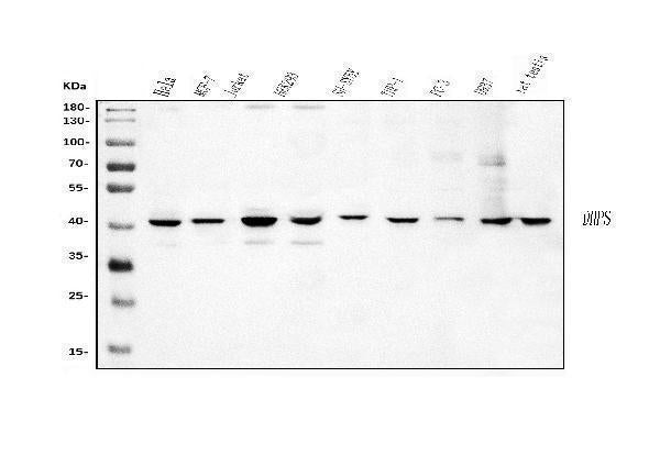 Anti-DHPS/DHS Antibody Picoband®
