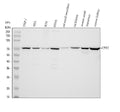Anti-CPT2/CPT1 Antibody Picoband®
