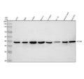 Anti-HIF1AN Antibody Picoband®