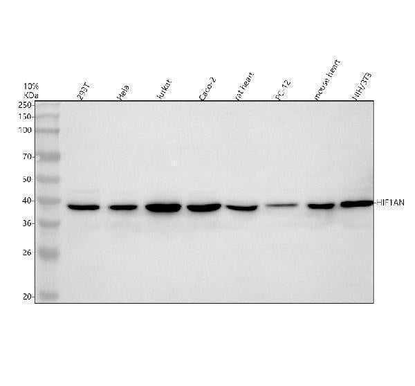 Anti-HIF1AN Antibody Picoband®