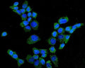 Anti-CYP27A1 Antibody Picoband®