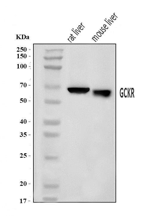 Anti-GCKR Antibody Picoband®