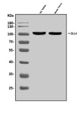 Anti-PSD95/DLG4 Antibody Picoband®