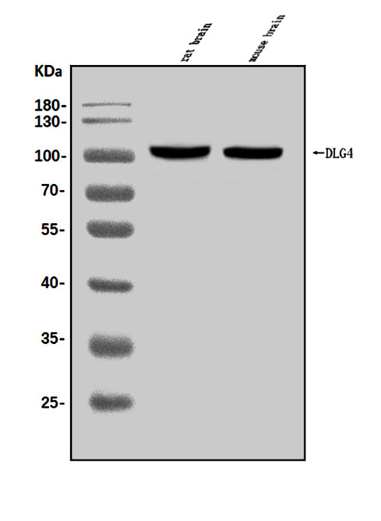 Anti-PSD95/DLG4 Antibody Picoband®