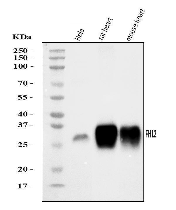 Anti-FHL2 Antibody Picoband®